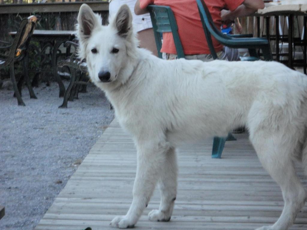 Hotel Parc Residentiel De Loisir : Le Loup Blanc Du Riou Barcelonnette Exterior foto